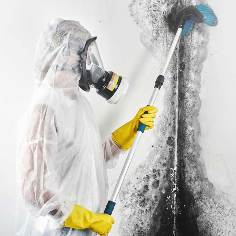 Mold Removal