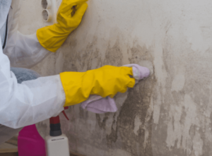 mold remediation Boca Raton